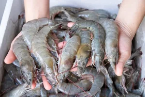 Industri Udang Nasional