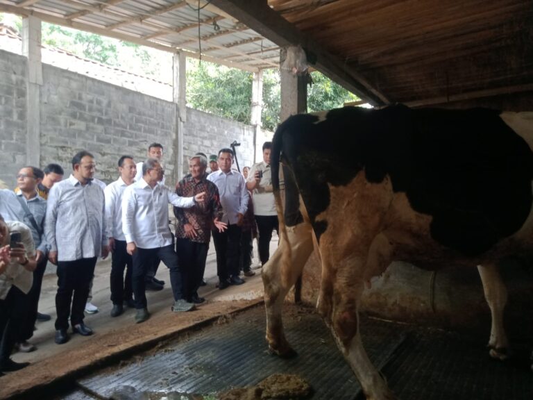 Menteri Koordinator (Menko) Bidang Pangan, Zulkifli Hasan (Zulhas) mendatangi UD Pramono, peternak sapi dan pengepul susu di Desa Singosari, Kecamatan Mojosongo, Boyolali.
